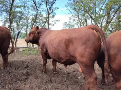Aberdeen Angus Zuchtstier mit Abstammungsnachweis