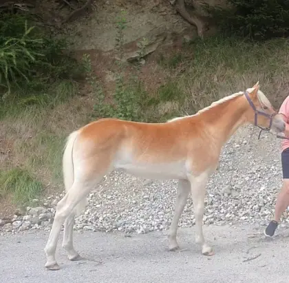 Haflinger Stutfohlen