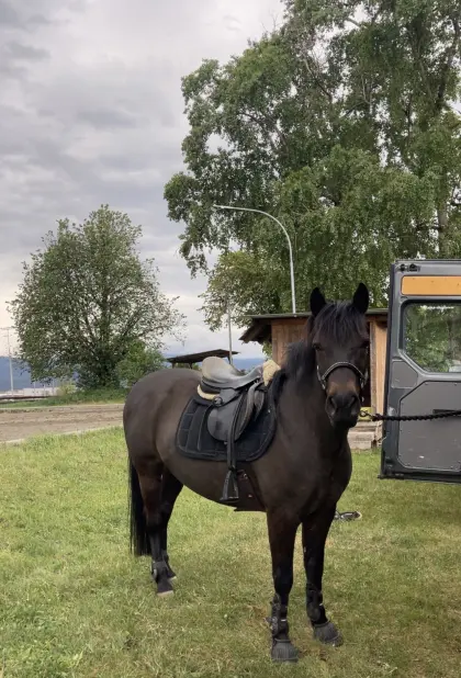 Reitpony zu verkaufen