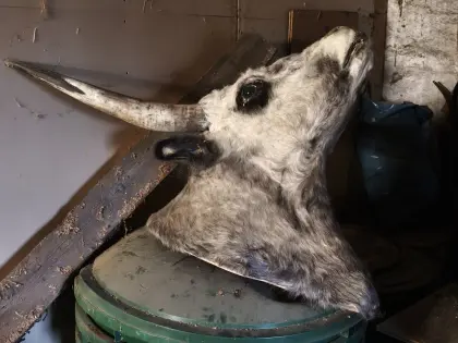 Geweihe, Trophäen, Kopfpräparate, Wasserbüffel