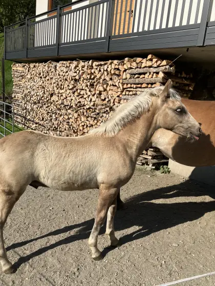 Haflinger-Hengstfohlen Sakari