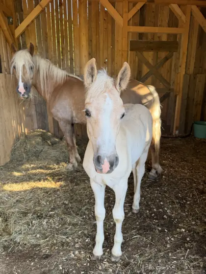 Haflinger