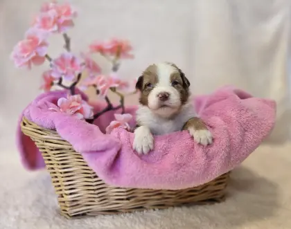 Australian Shepherd Welpen aus behördlich geprüfter Zucht