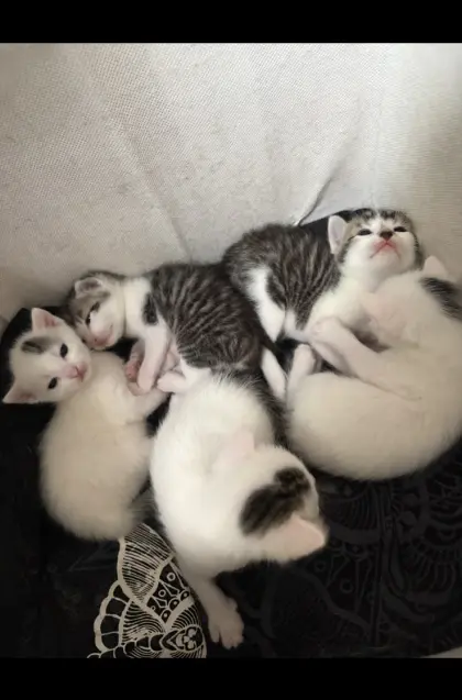 Katzenbabys