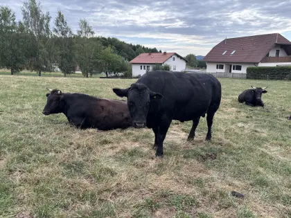 Fullblood Wagyu Stier, gekört und HB A