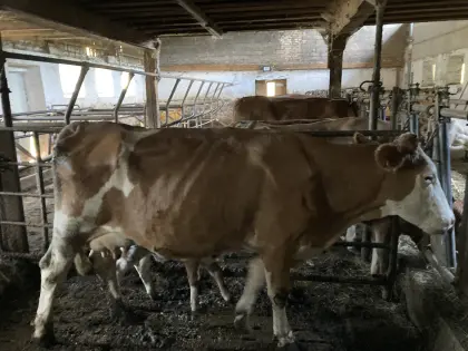 Bio-Mutterkuh mit Zwillingen