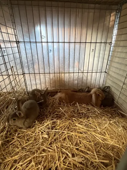 Zwergkaninchen