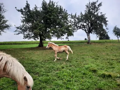 Verkaufe Haflingerhengstfohlen