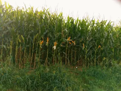 Maissilageballen