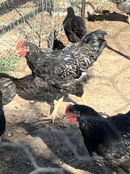Barnevelder Junghähne