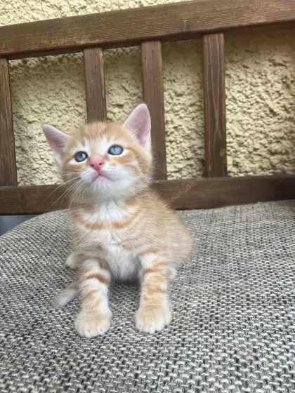 Verkaufe Babykatze, männlich