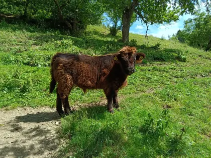 Schottisches Hochlandrind Stierkalb
