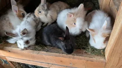 Zwergkaninchen in allen Farben
