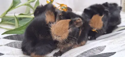 Junge Rasse-Meerschweinchen