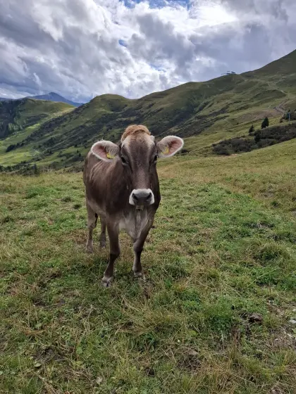 Verkaufe BS-Kalbin