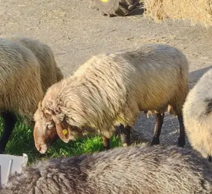 Alpiner Steinschafwidder im Herdebuch, förderfähig