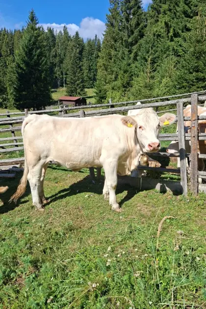 Belegfähige Kalbin