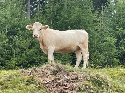 Blondvieh Kühe, Kalbinnen
