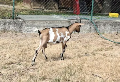 Milchziegenbock