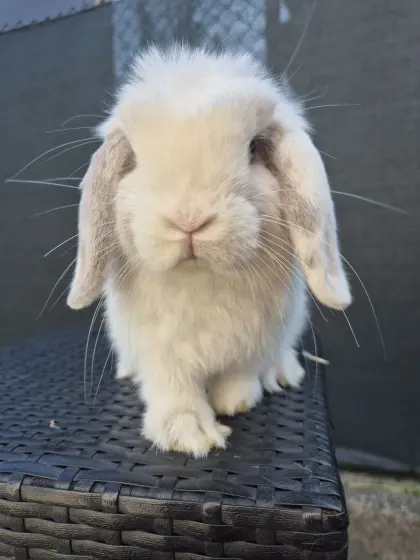 Mini Lop Männchen, 4 Monate alt