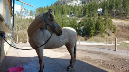 Wunderschöne Buckskin Paso Fino Zuchtstute