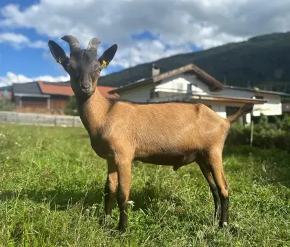 GGZ-Bock