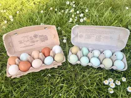 Bruteier Ameraucana, Araucana, Silverudds Blumenhuhn, Maran