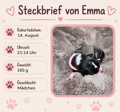 Zuckersüße Hundewelpen