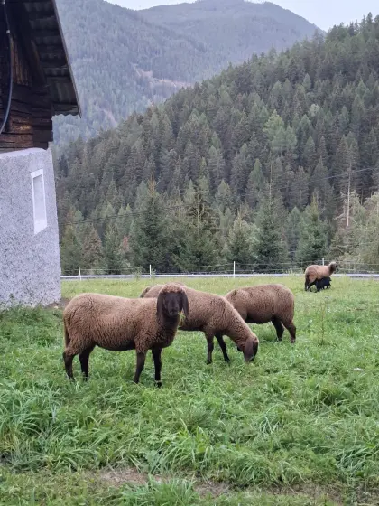 Braune HB Mutterschafe und weibl. Lämmer