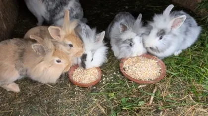 Löwenkopf-Zwergkaninchen in verschiedenen Farben