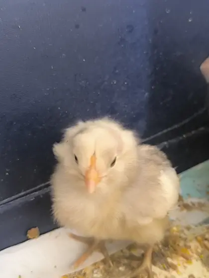 Araucana mit Bommel, Weiß
