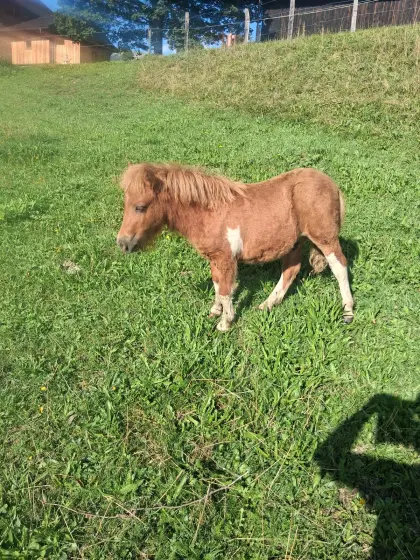 Minipony