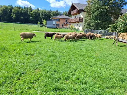 Schafherde zu verkaufen