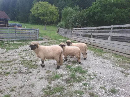 Walliser Schwarznasen-Auen