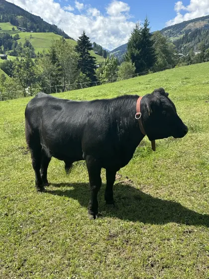 Reinrassiger Angus-Stier zu verkaufen