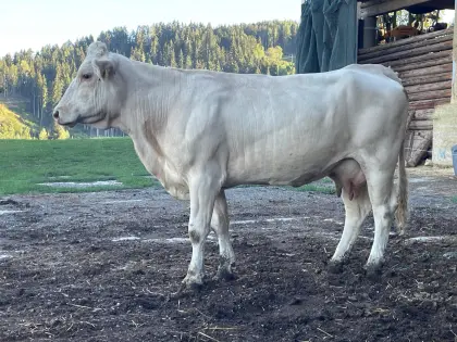 Blondvieh Kühe