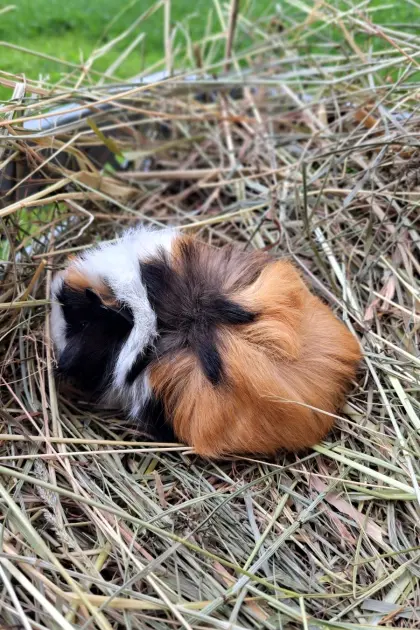 Rosetten-Meerschweinchen