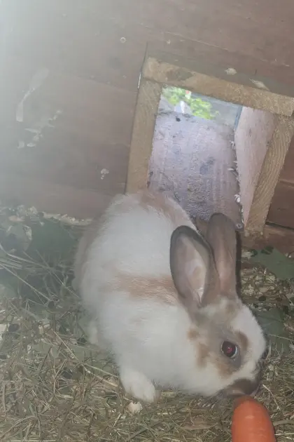 Kaninchen
