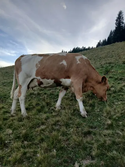 BIO Kuh FV trächtig