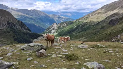 Haflinger Hengstfohlen