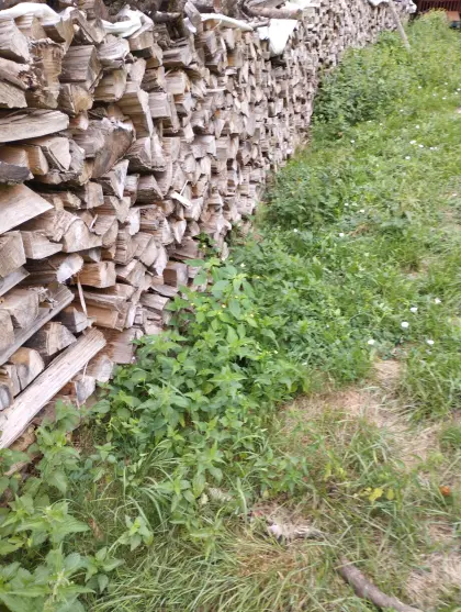 Brennholz