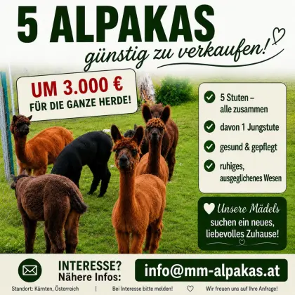 Alpaka-Herde