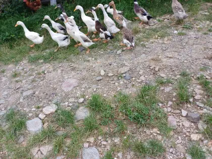 Schöne Laufenten abzugeben