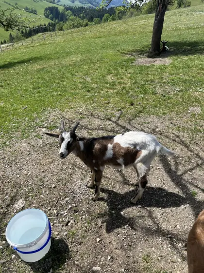 Verkaufe jungen Ziegenbock