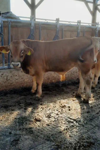 Murbodner Jungstier Moritz