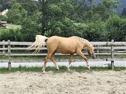 2-jähriger Ponywallach