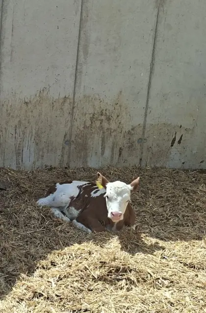 2 weibliche und 1 männliches Kalb