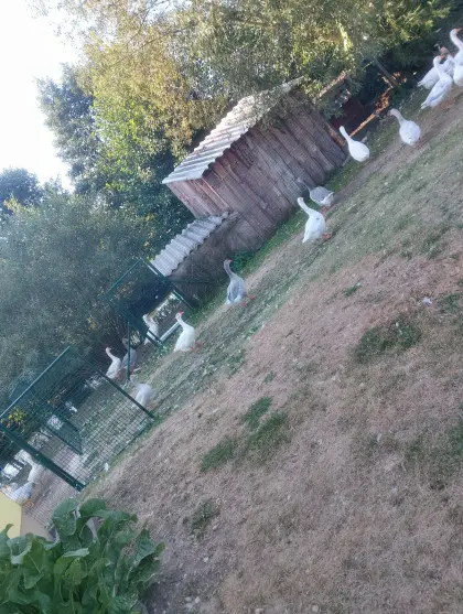 Gänse
