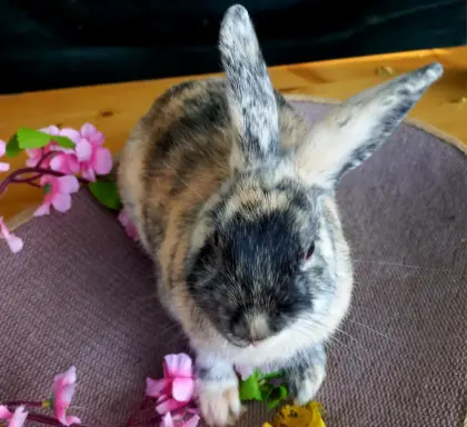 Zwergkaninchen