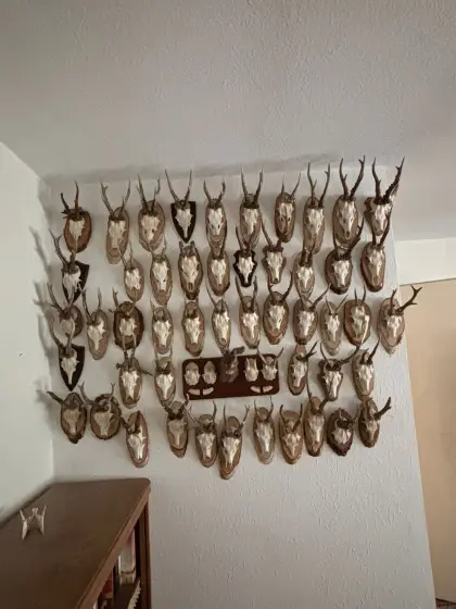 Jagdtrophäen und Geweihe aus dem Nachlass meines Vaters